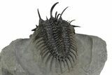 Spiny Comura Trilobite - Great Preparation #245929-5